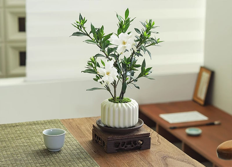 Kinh doanh cây cảnh, hoa tươi