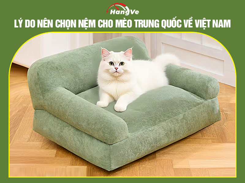Lý do nên chọn nệm cho mèo Trung Quốc về Việt Nam