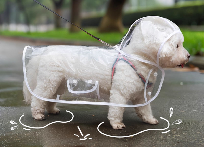 Áo mưa trong suốt cho chó