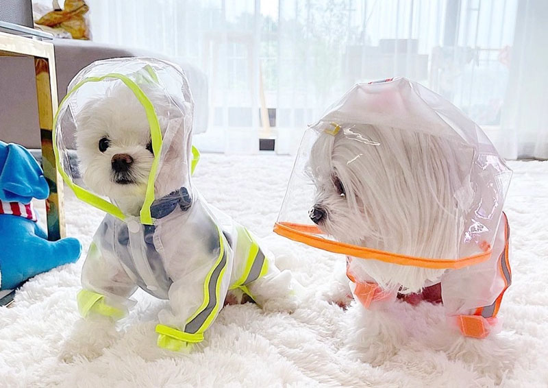 Áo mưa có đường viền nổi bật cho chó
