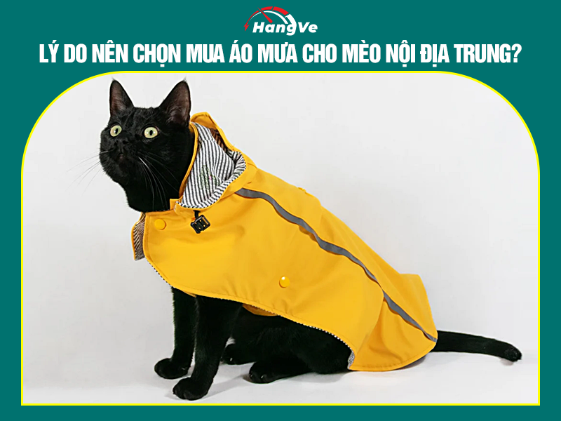 Lý do nên chọn mua áo mưa cho mèo nội địa Trung?
