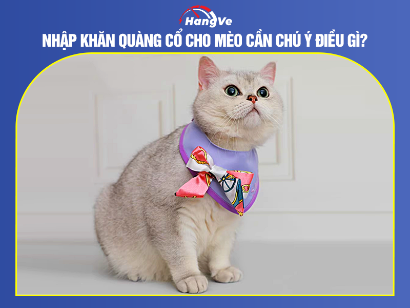 Nhập khăn quàng cổ cho mèo cần chú ý điều gì?