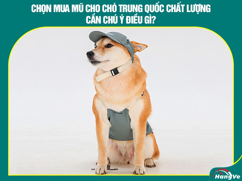 Cần lưu ý gì khi chọn mua mũ cho chó Trung Quốc