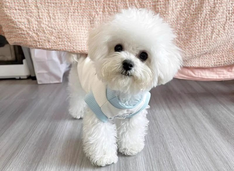 Lý do nên chọn mua quần áo cho chó Trung Quốc