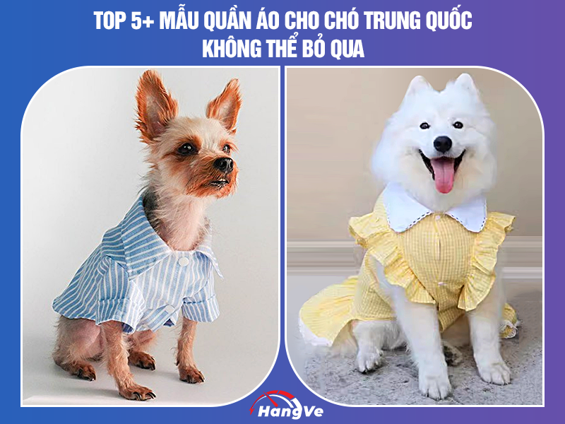 Top 5+ mẫu quần áo cho chó Trung Quốc cực phổ biến